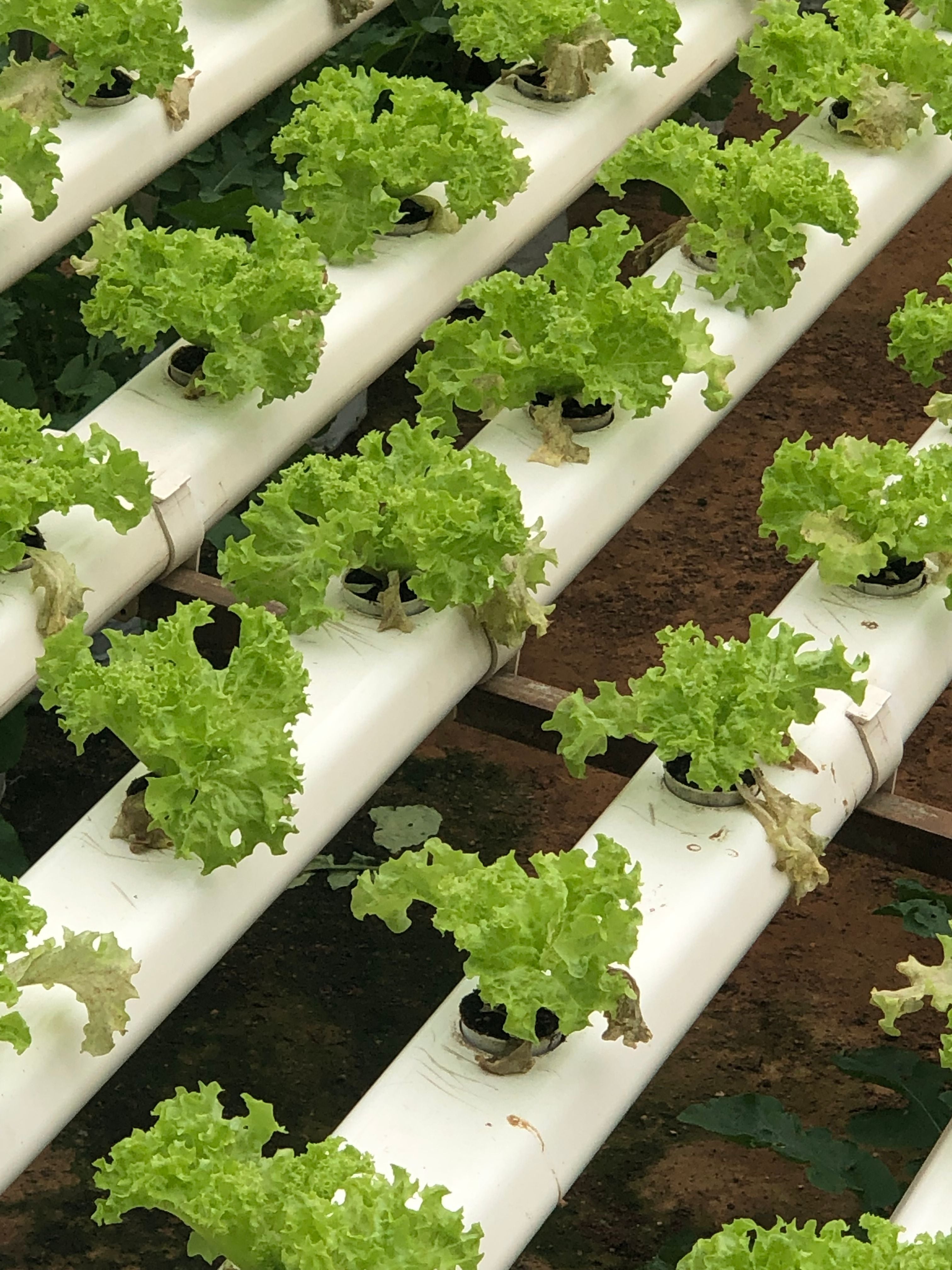 Hydroponic Towers