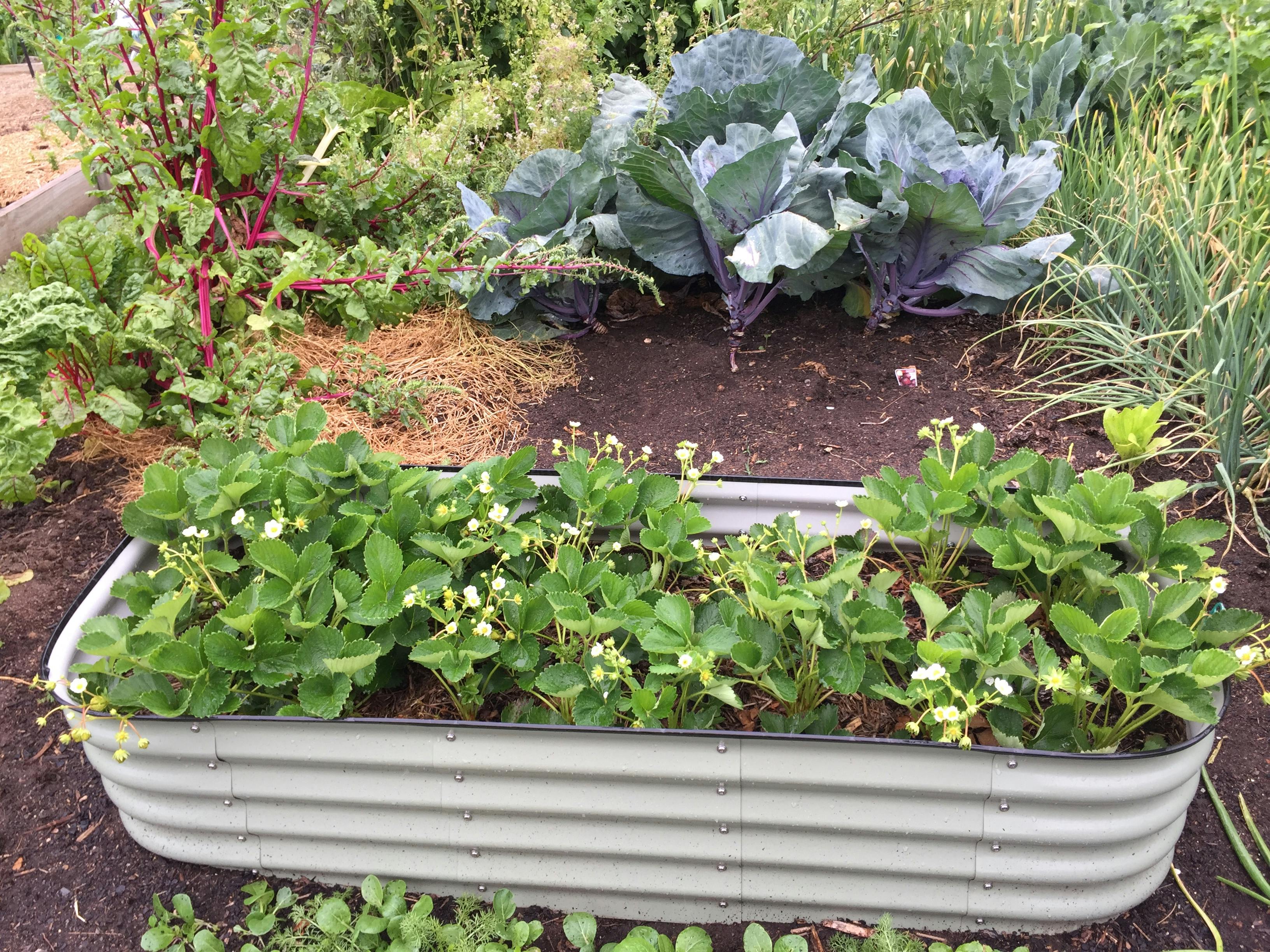 Garden Beds