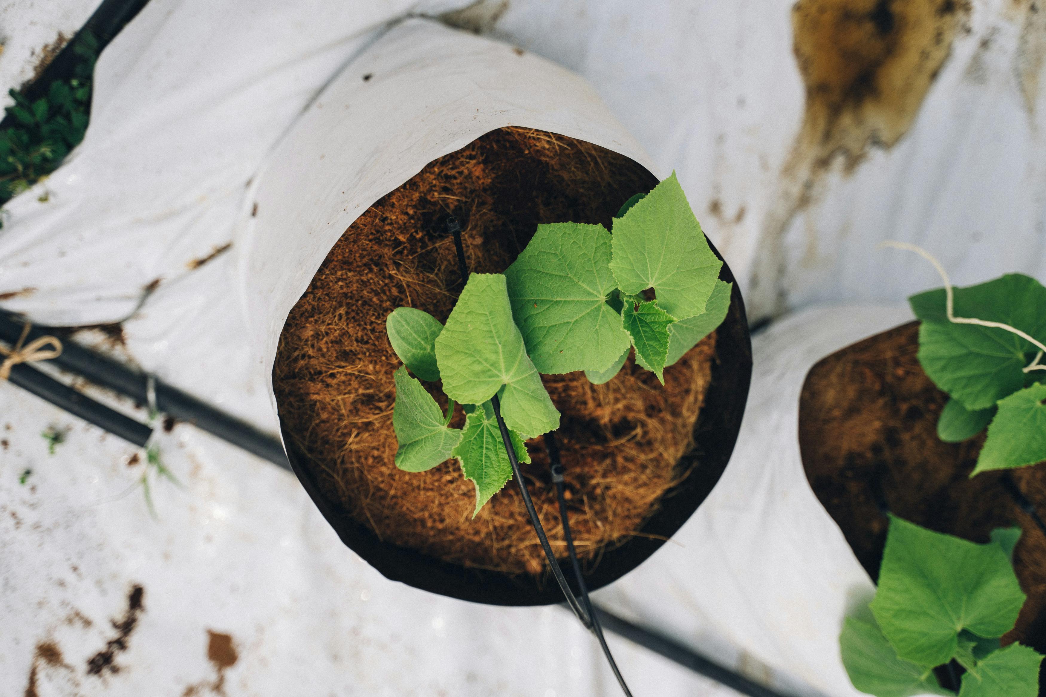 Grow Bags