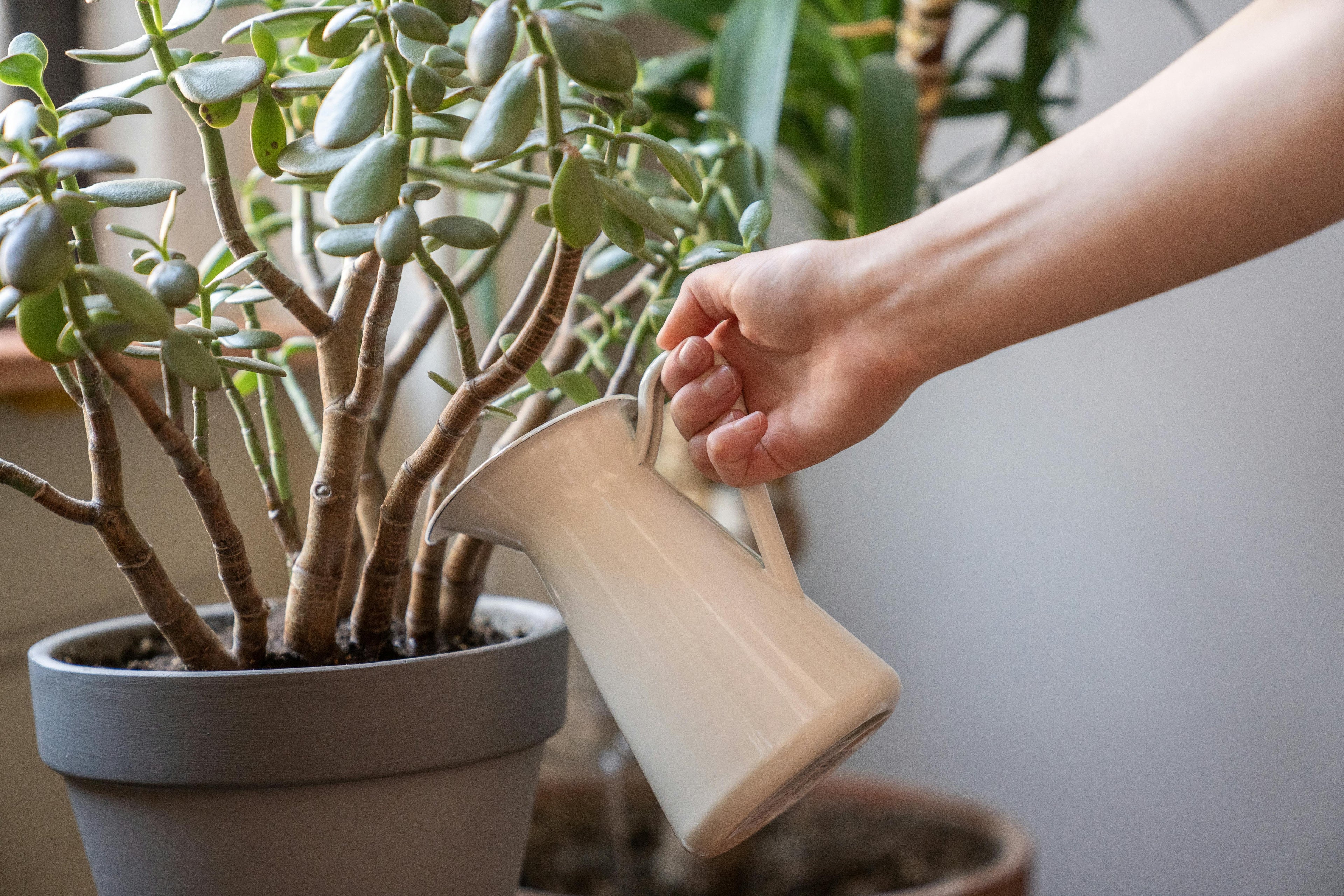 Watering Spikes