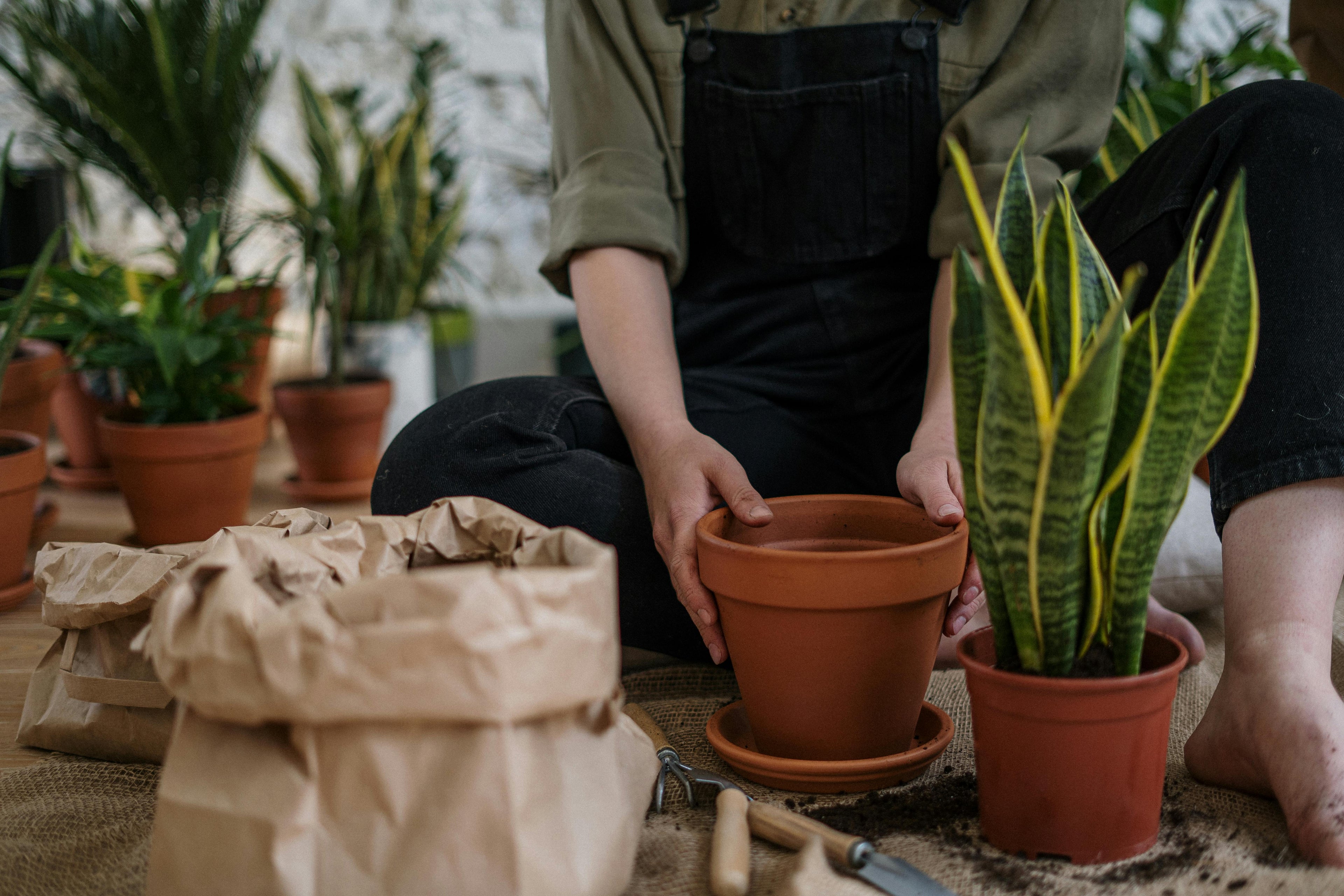 Pots with Saucers